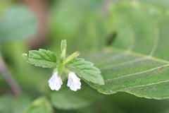 Leucas biflora